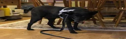 Mixed Breed dogs for adoption: ❤️🐶 MARY – SHE IS PERFECT WITH HER PEOPLE - Advert 11