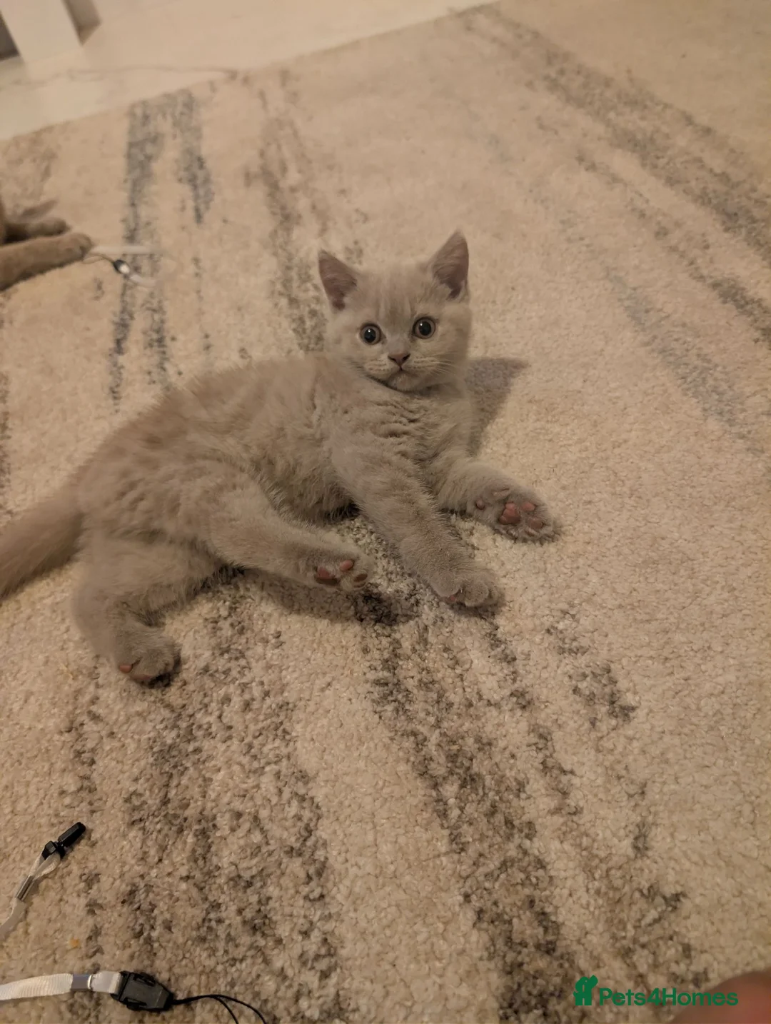 British Shorthair cats for sale: British shorthair  - Advert 2