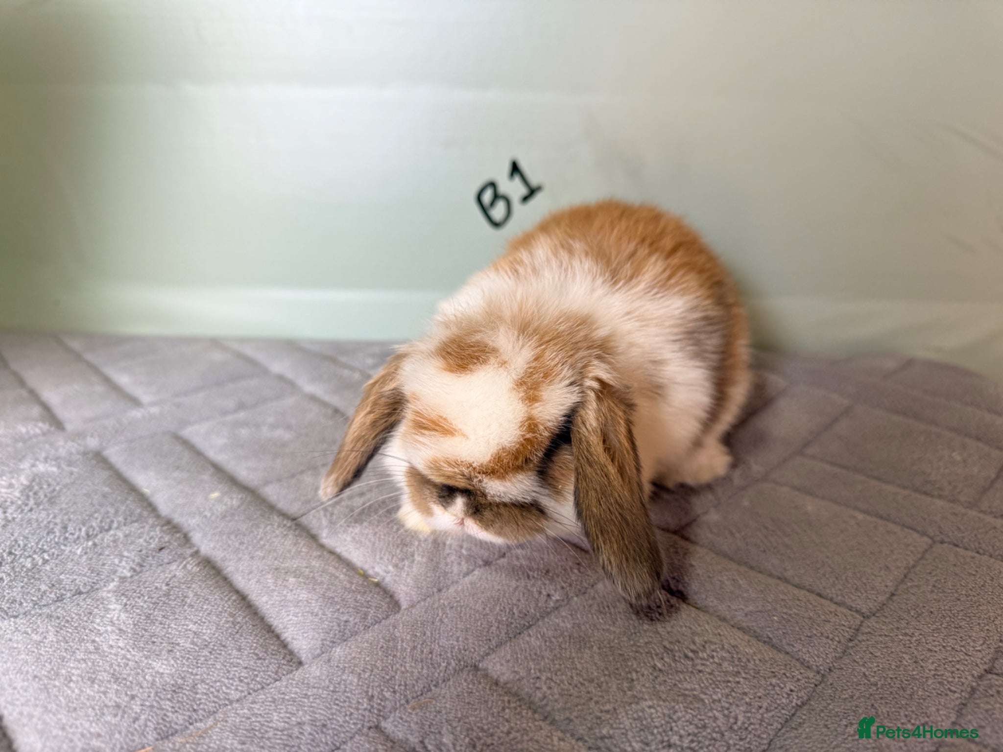 Mini Lop rabbits mini lops  - Advert 13