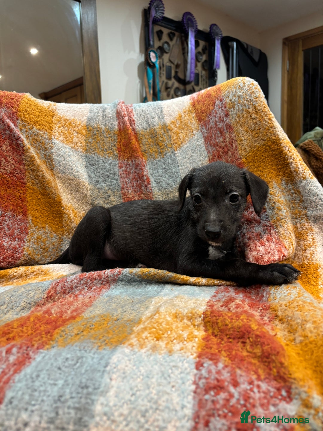 Mixed Breed dogs for sale: Bedlington whippet lurcher pups for sale  - Advert 7