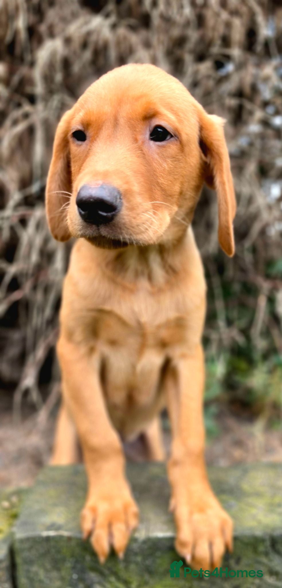 Labrador Retriever dogs 1 FOX RED KC BOY LAB WITH HEALTH TESTED PARENTS - Advert 2