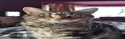 Mixed Breed cats for sale: Female Cat for Rehome - Advert 2