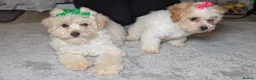 Maltipoo dogs for sale: Olivia M - Advert 5