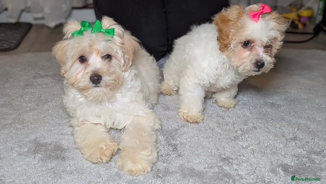 Maltipoo dogs for sale: Olivia M - Advert 5