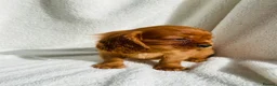 Cavalier King Charles Spaniel dogs for sale: Cavalier King Charles  - Advert 2