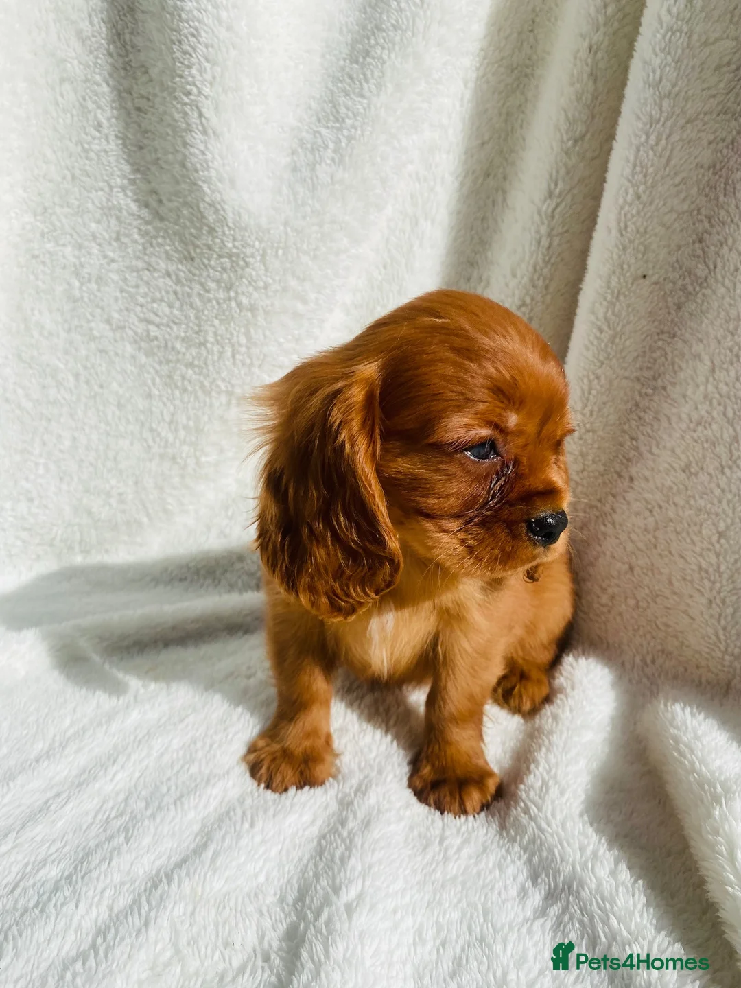 Cavalier King Charles Spaniel dogs for sale: Cavalier King Charles  - Advert 2