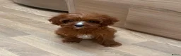 Cavapoo dogs for sale: F1b Cavapoo puppies! - Advert 20