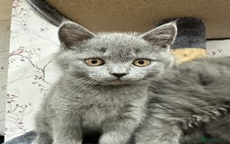 British Shorthair cats for sale: 4 Gorgeous British Blue Kittens  - Image 16