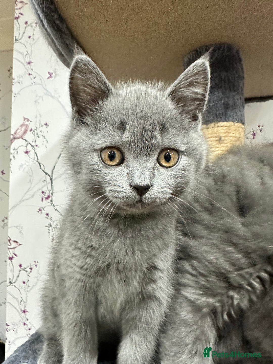 British Shorthair cats for sale: 4 Gorgeous British Blue Kittens  - Image 16
