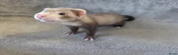 Ferret rodents for sale: 2 jills for sale 8 and 10 weeks old - Advert 8