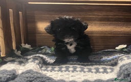 Yorkiepoo dogs for sale: Tiny Yorkipoos beautiful fluff balls puppies - Image 8