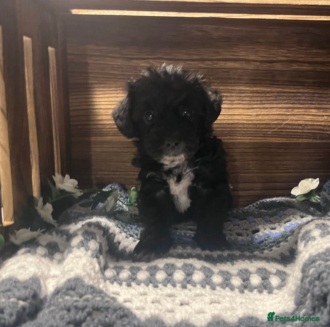 Yorkiepoo dogs for sale: Tiny Yorkipoos beautiful fluff balls puppies - Image 8