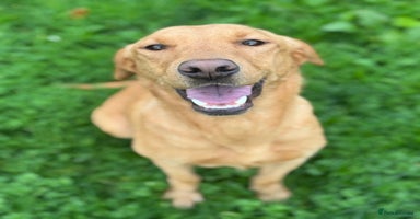 Goldador dogs - Advert 10