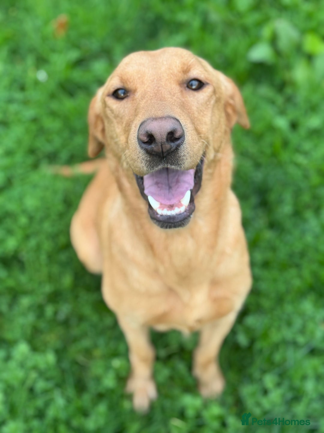 Goldador dogs for sale: Gorgoeus Goldador’s  - Image 3