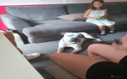 American Bulldog dogs for sale: male dog for sale - Image 3