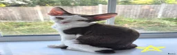Devon Rex cats for sale: Darling Devons  - Advert 11