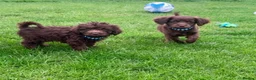 Cavapoo dogs for sale: Exquisite Merle F1b cavapoo puppies for sale  - Advert 10