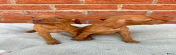 Hungarian Vizsla dogs for sale: KC registered Hungarian Vizsla puppies in Aberlour - Advert 15