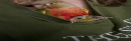 Conures birds for sale: Presumably male tame conure - Advert 5
