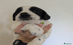 English Springer Spaniel dogs for sale: Speckled mixed colour ESS pups,TESTED PARENTS - Image 11