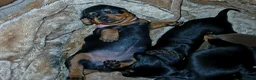 Dachshund dogs for sale: Sausage dogs for sale  in Wishaw - Advert 4