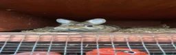 Netherland Dwarf rabbits for sale: Adult and baby Netherland dwarfs  in South Shields - Advert 6