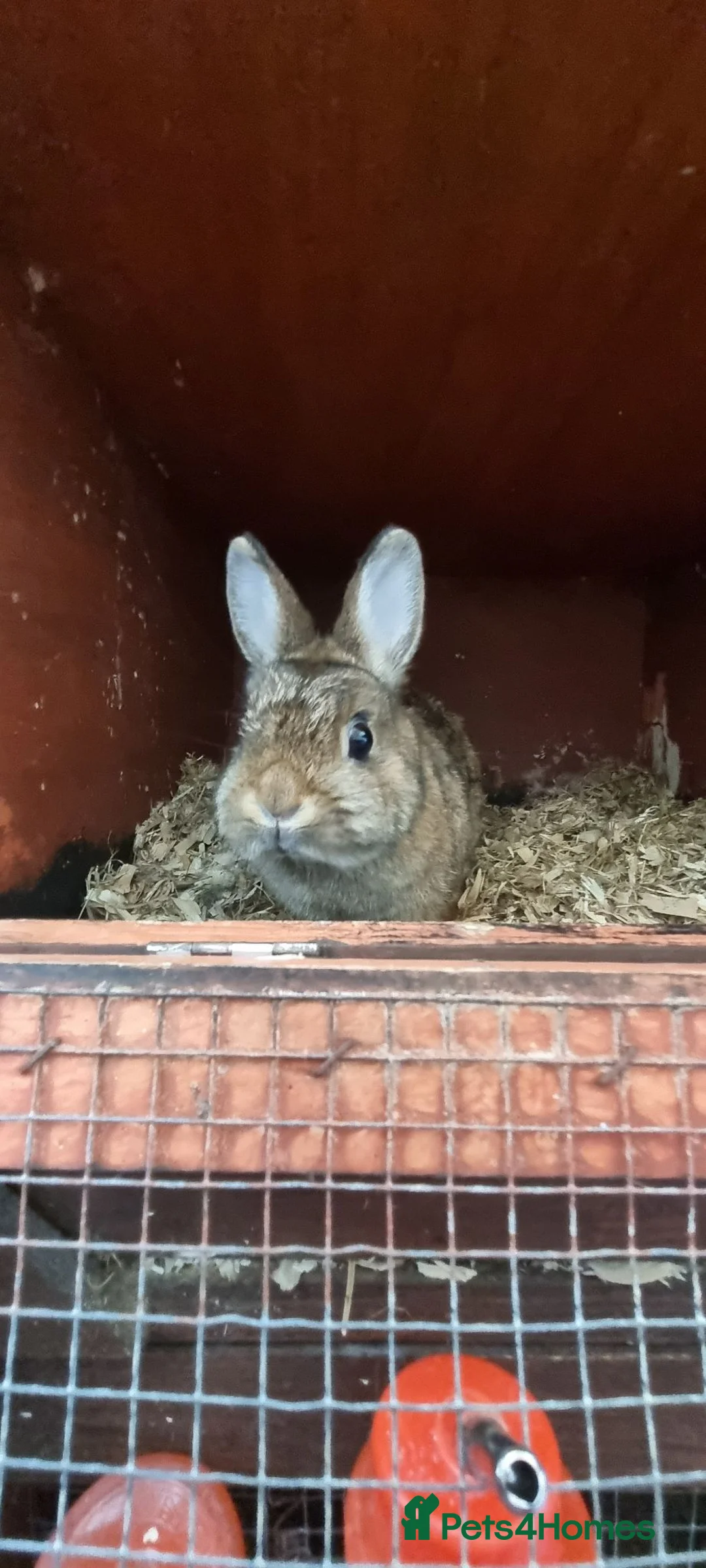Netherland Dwarf rabbits for sale: Adult and baby Netherland dwarfs  in South Shields - Advert 6