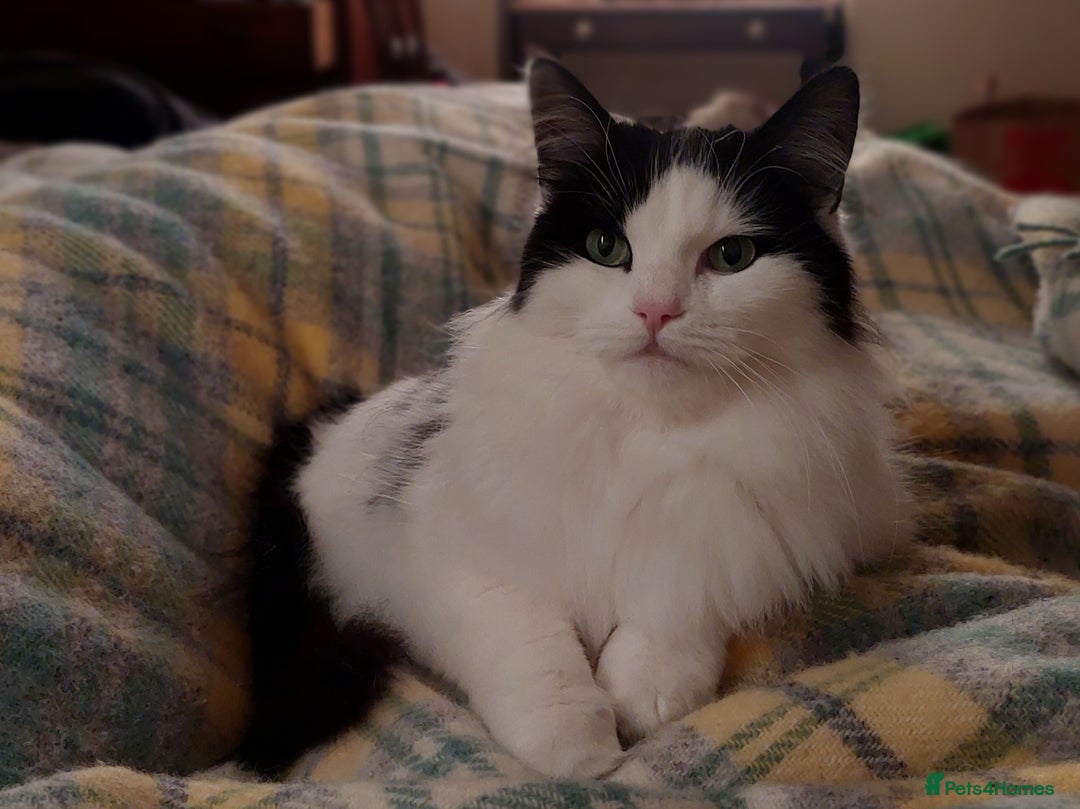 Mixed Breed cats for sale: Beautiful Maine Coon x kittens - Image 11