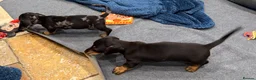 Miniature Dachshund dogs for sale: Miniature Smooth Dachshund puppies  - Advert 3