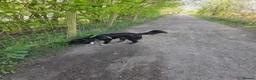 Sprollie dogs for sale: Loved family pet needs a new home in Leigh - Advert 1