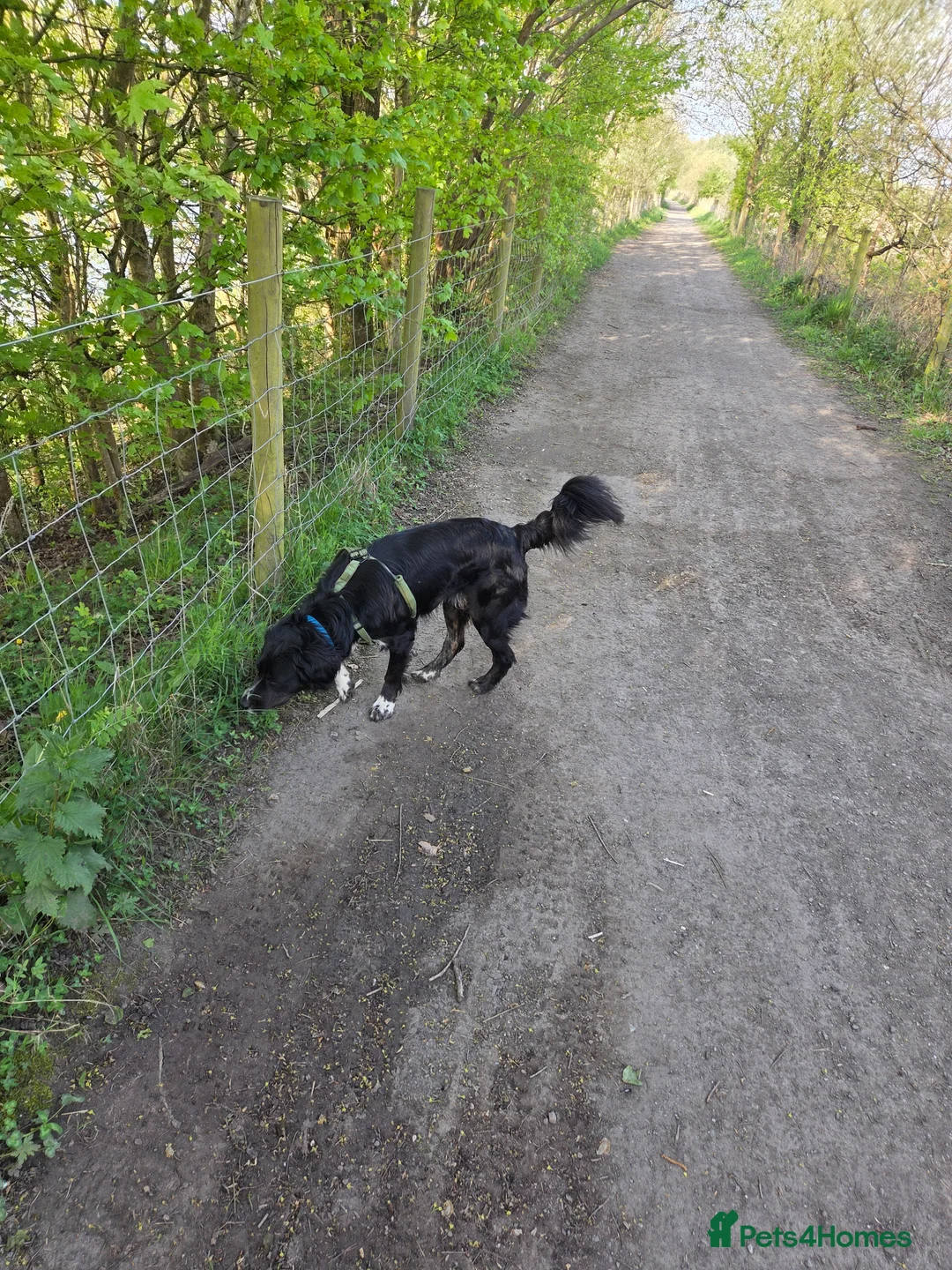 Sprollie dogs for sale: Loved family pet needs a new home in Leigh - Advert 1