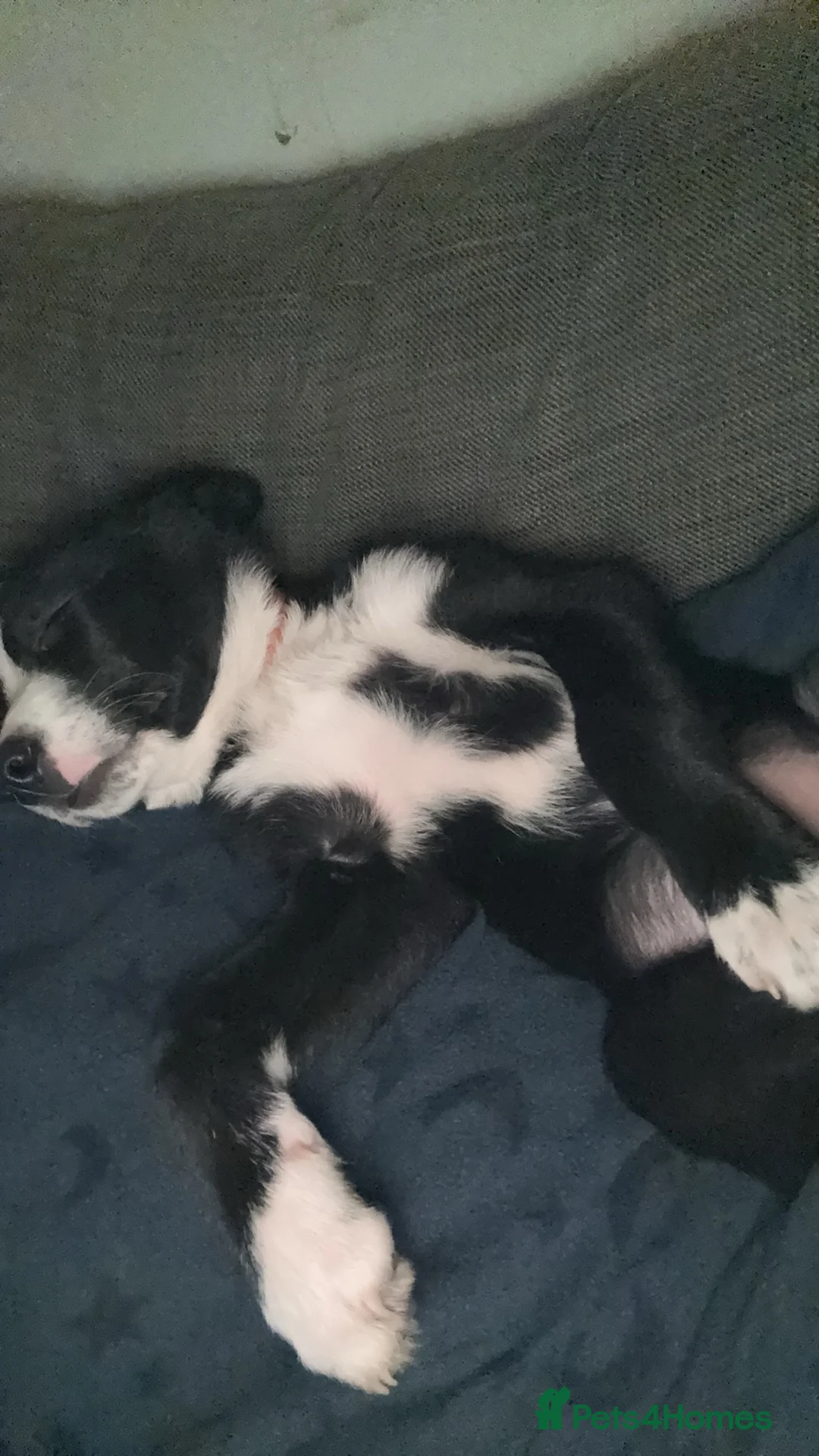Border Collie dogs for sale: Little Maisie moo - Advert 2