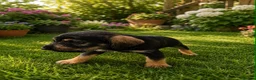 Mixed Breed dogs for sale: beautiful schnauzer cross cocker spaniels  in Wimborne - Advert 2