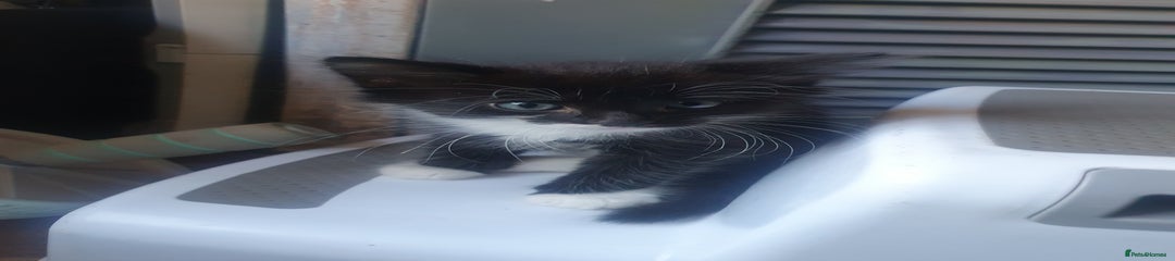 Domestic Shorthair Kitten 2