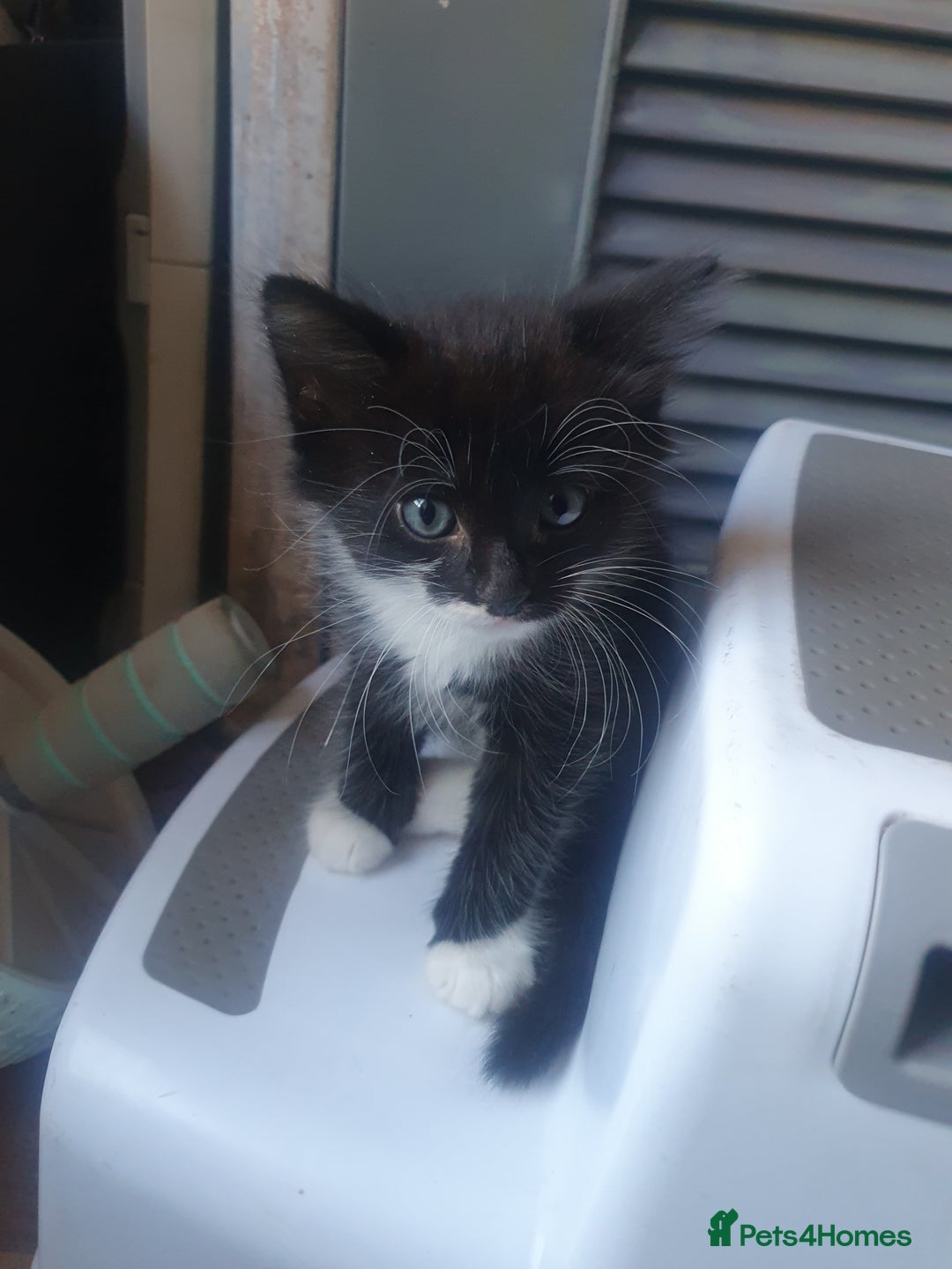 Domestic Shorthair cats for sale: Kittens for sale  - Image 3