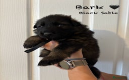 German Shepherd dogs for sale: K.C German Shepherd Puppies  - Image 7