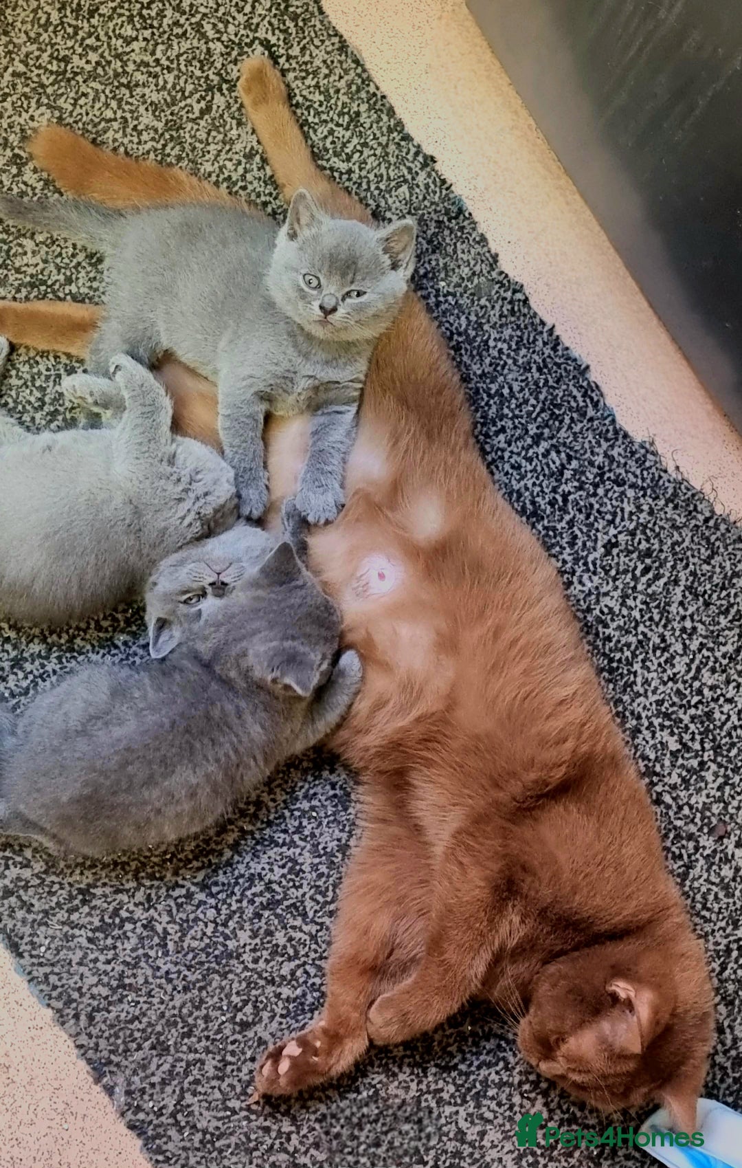 British Shorthair cats for sale: 3 FLUFFY BOY BRITISH SHORTHAIRS KITTENS READY   - Image 7