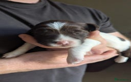 English Springer Spaniel dogs for sale: Working English Springer Spaniel Puppies - Image 2
