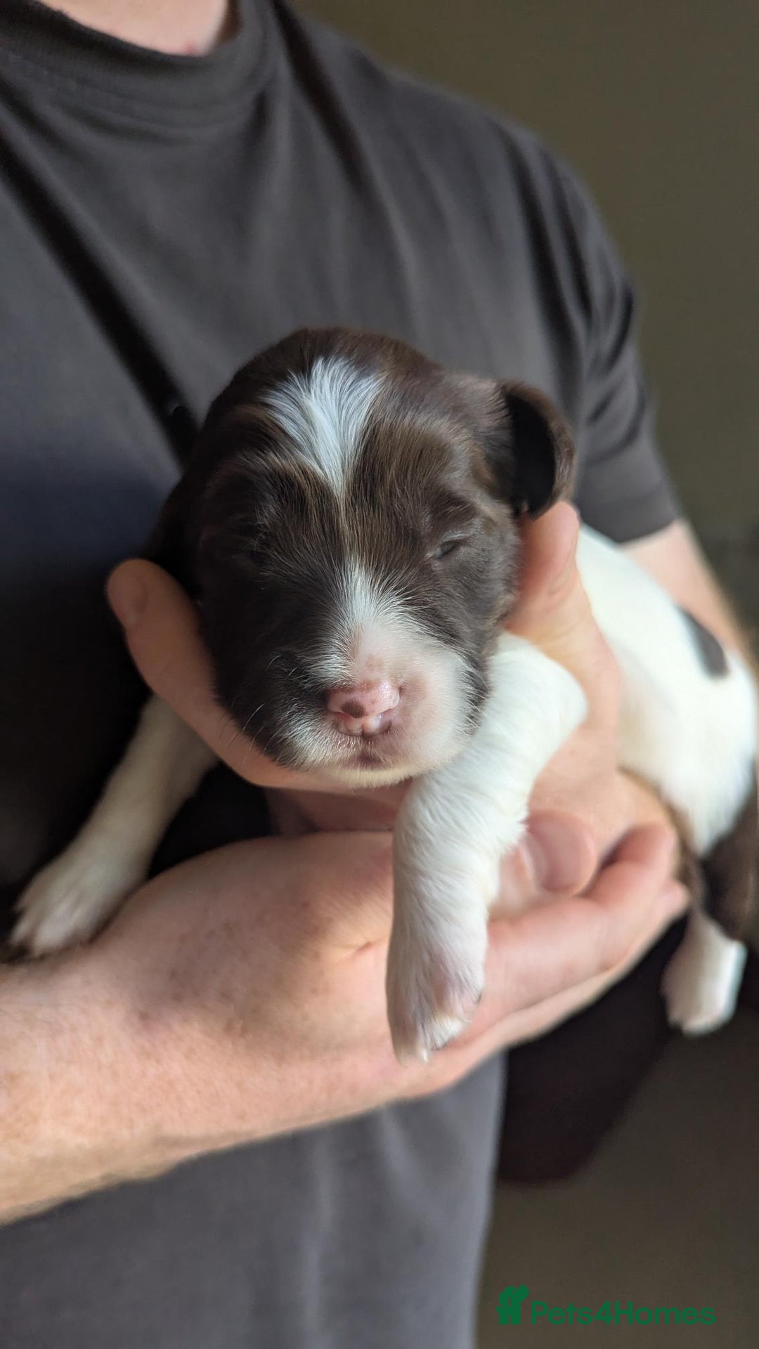 English Springer Spaniel dogs for sale: Working English Springer Spaniel Puppies - Image 2