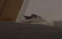 American Shorthair cats for sale: Kitten  - Image 5
