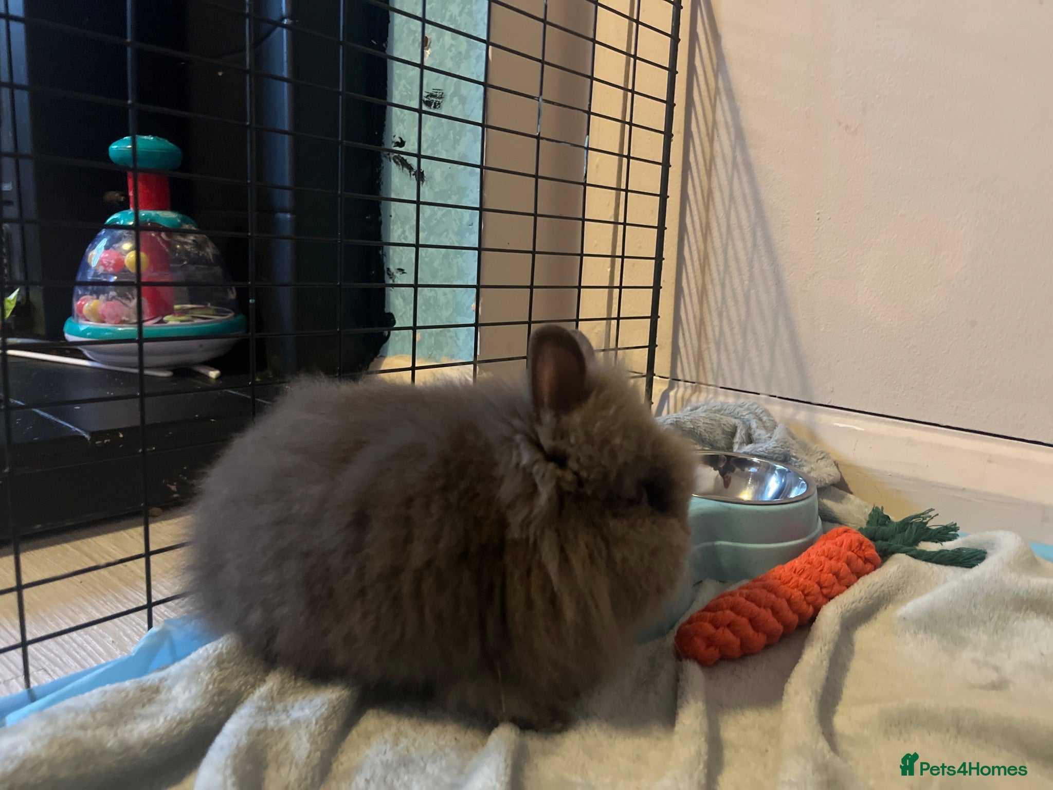 Lionhead rabbits Teddy- lionhead rabbit - Advert 16
