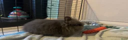 Lionhead rabbits for sale: Teddy- lionhead rabbit - Advert 1