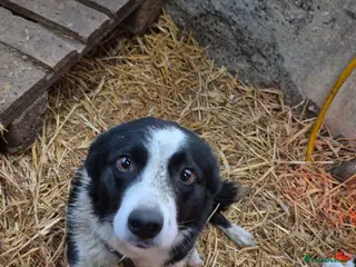 Border Collie dogs Collie Pups - Advert 16