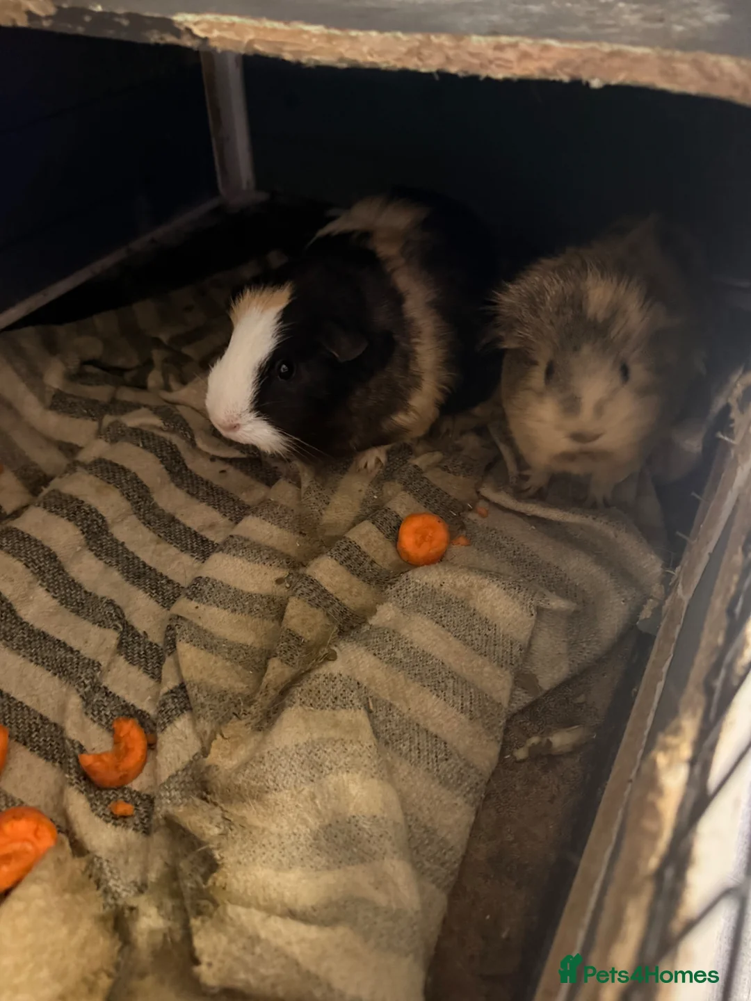 Guinea Pig rodents for sale: Guinea Pigs for rehome in Rotherham - Advert 1