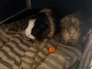 Guinea Pig rodents Guinea Pigs for rehome - Advert 2