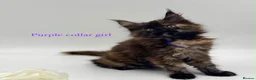 Maine Coon cats for sale: Maine coon kittens  - Advert 19