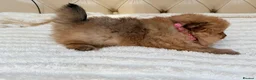 Pomeranian dogs for sale: Fluffy Pomeranian Puppies  - Advert 16