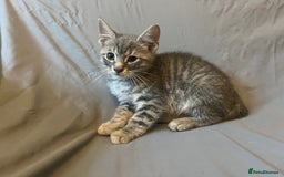 Bengal cats for sale: Gemini grey beauties - Image 9
