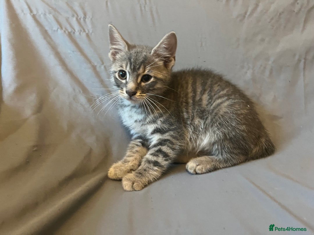 Bengal cats for sale: Gemini grey beauties - Image 9