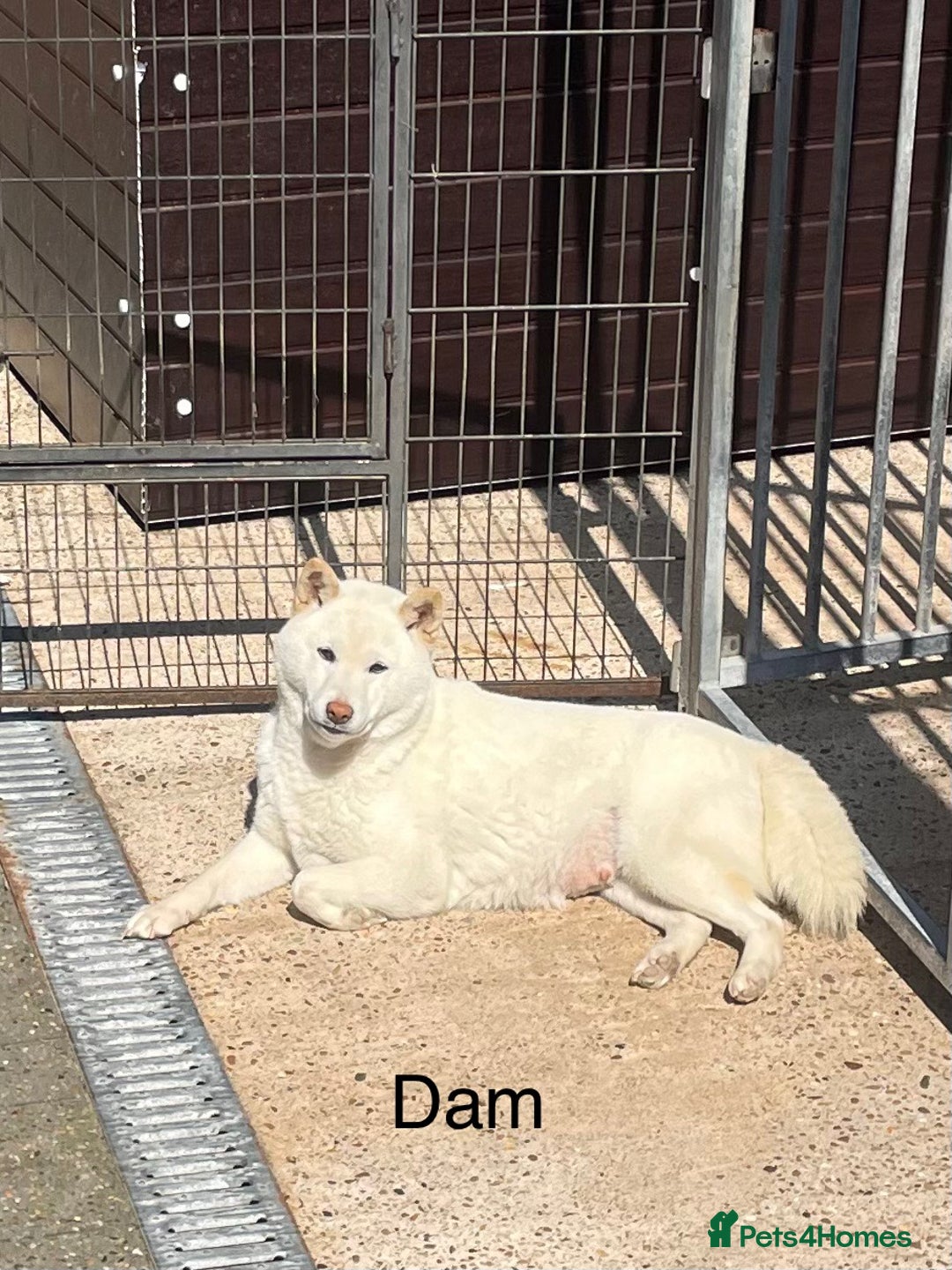 Japanese Shiba Inu dogs for sale: Health Tested Japanese Shiba Inu Puppies - Image 15